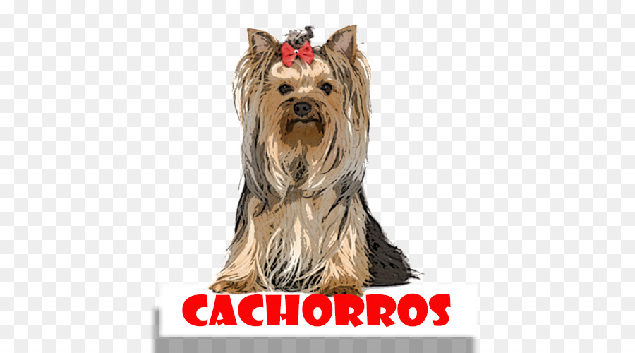 Yorkshire Terrier，Australia Silky Terrier PNG