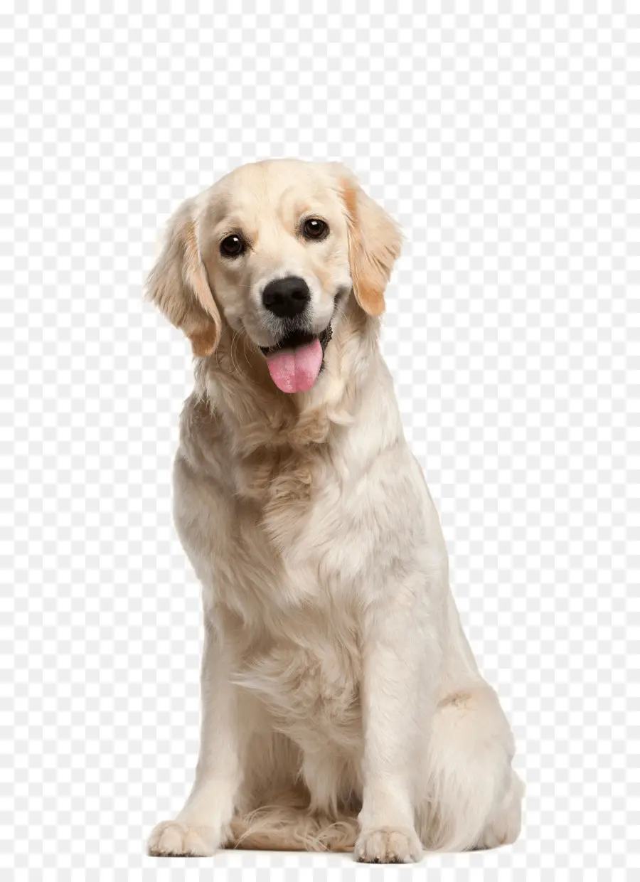 Anjing Golden Retriever，Anjing PNG