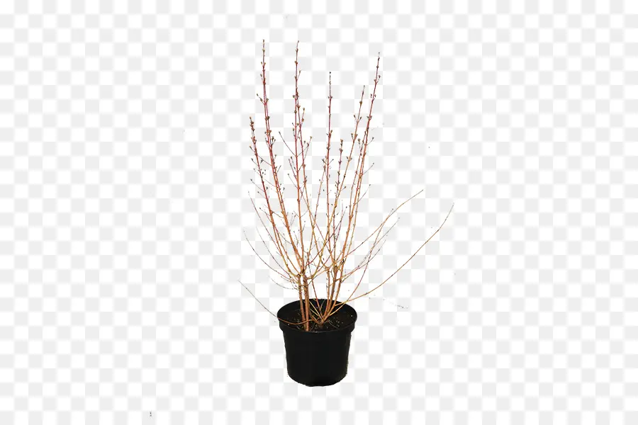 Pot Bunga，Houseplant PNG