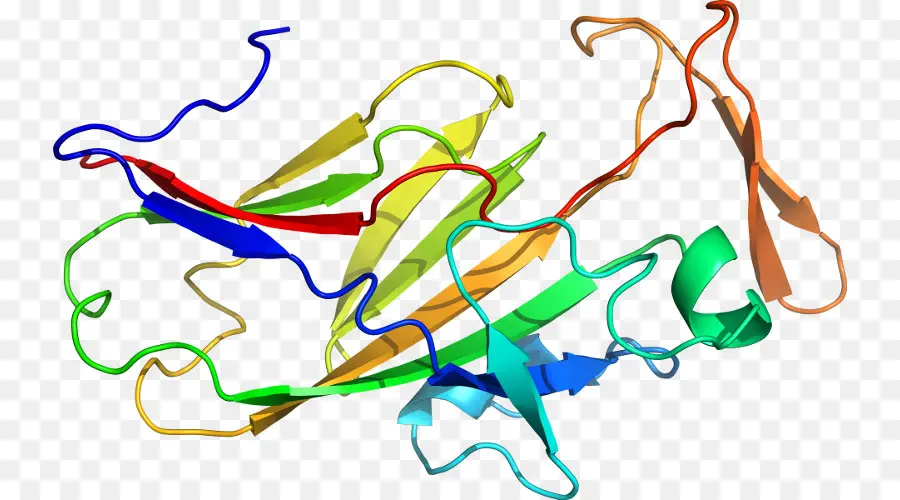 Struktur Protein，Biologi PNG