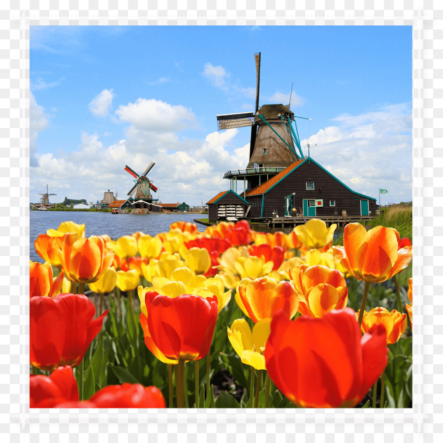 Keukenhof，Zaanse Schans PNG