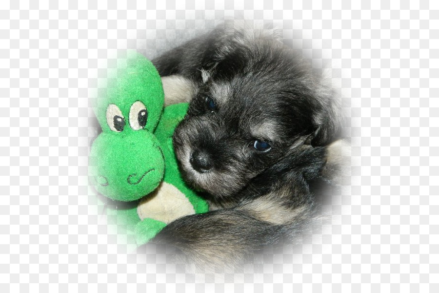 Miniatur Schnauzer，Schnoodle PNG