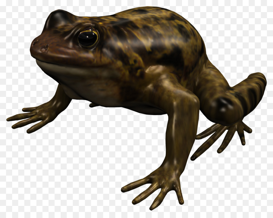 Amerika Bullfrog，Benar Katak PNG