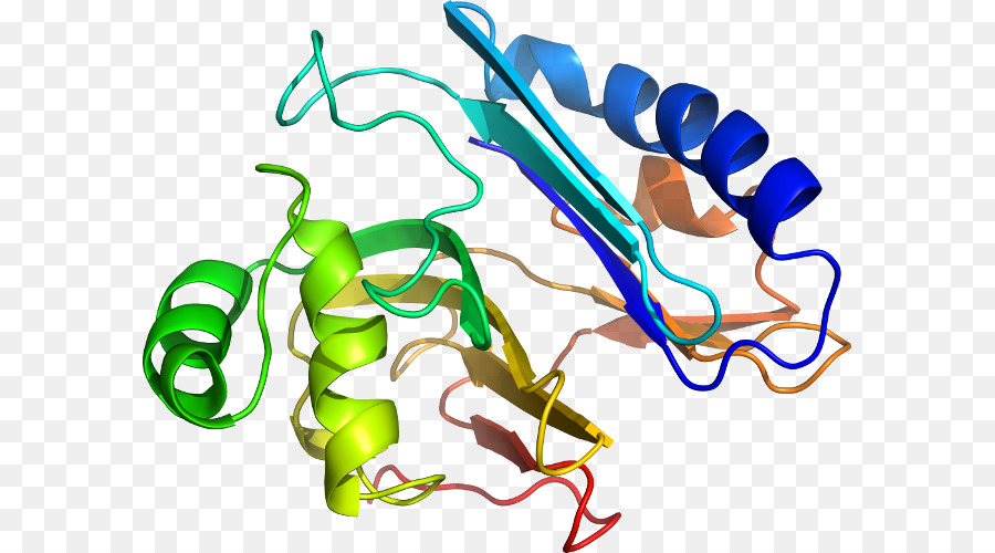 Struktur Protein，Biologi PNG