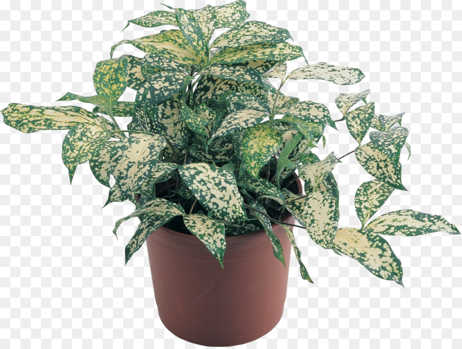 Houseplant，Pot Bunga PNG
