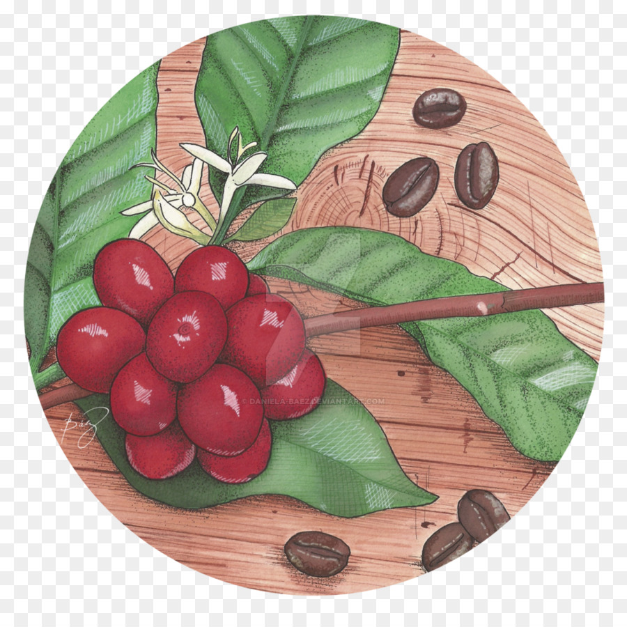 Buah Kopi，Biji Kopi PNG