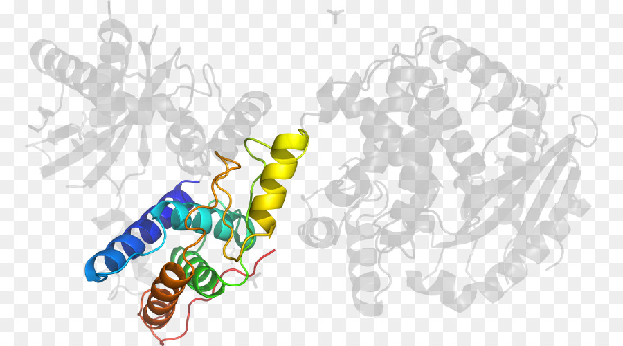 Struktur Protein，Molekul PNG