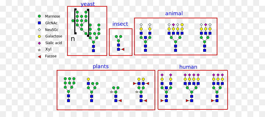 Struktur Glikan，Ragi PNG