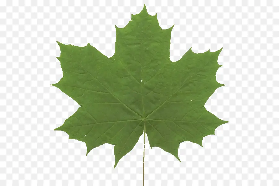 Hijau Daun，Maple PNG