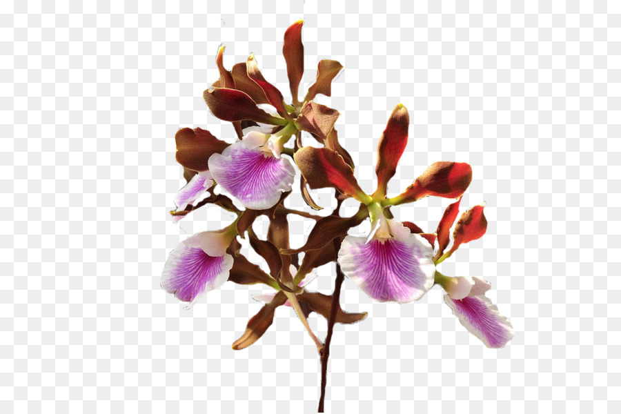 Bunga Potong，Kelopak PNG