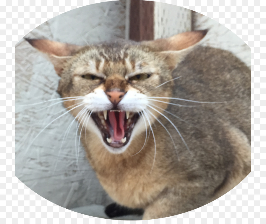 Kumis，Kucing Liar PNG