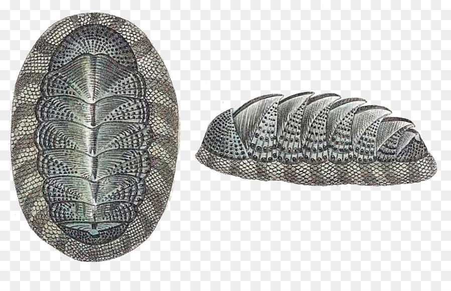 Chiton，Laut PNG