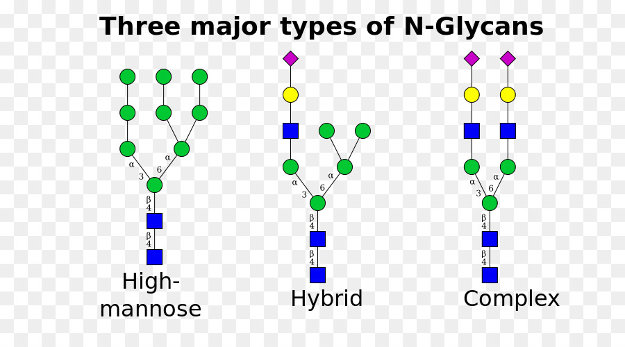 Glikosilasi，Nlinked Glikosilasi PNG