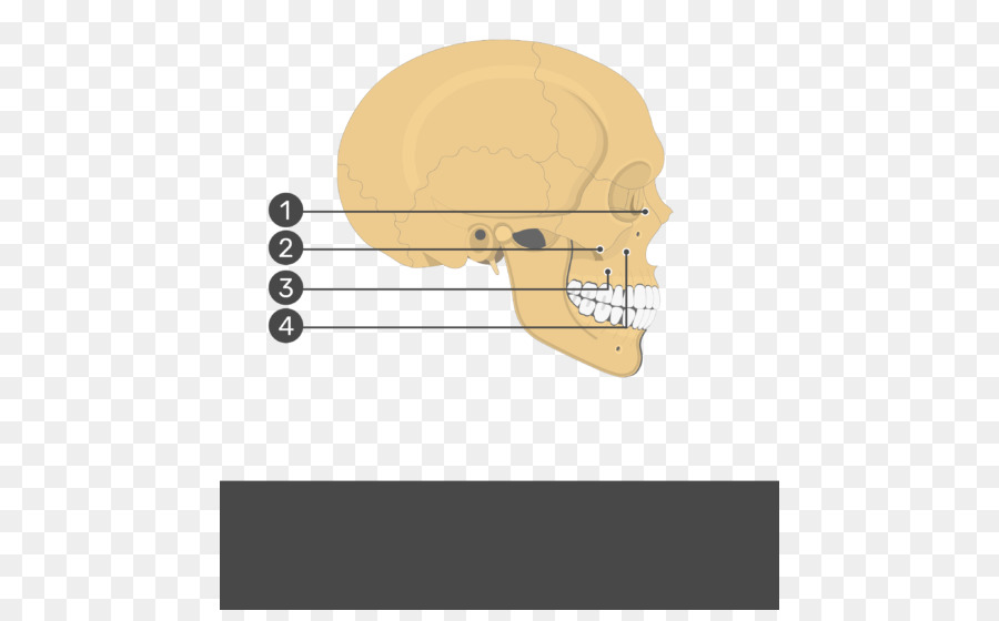 Rhomboid Otot Utama，Rhomboideus Minor Otot PNG