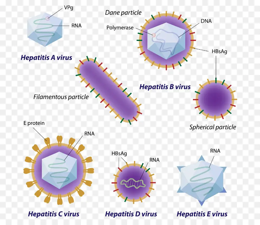 Virus Hepatitis，Hepatitis A PNG