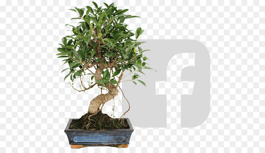 Pohon Bonsai，Miniatur PNG