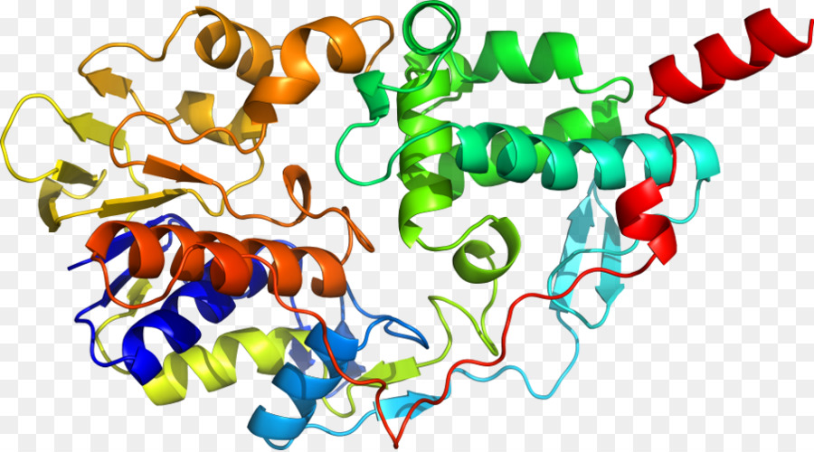 Struktur Protein，Molekul PNG