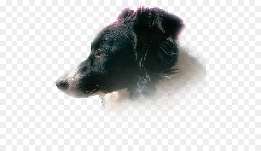 Anjing Berkembang Biak，Anjing Gembala Shetland PNG