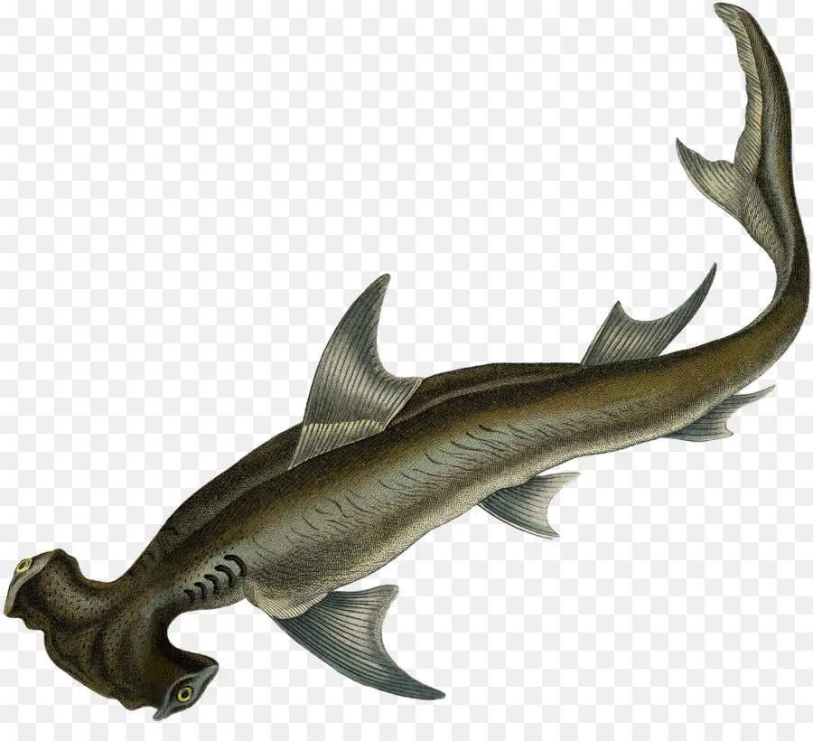 Ikan Dayung，Ikan PNG