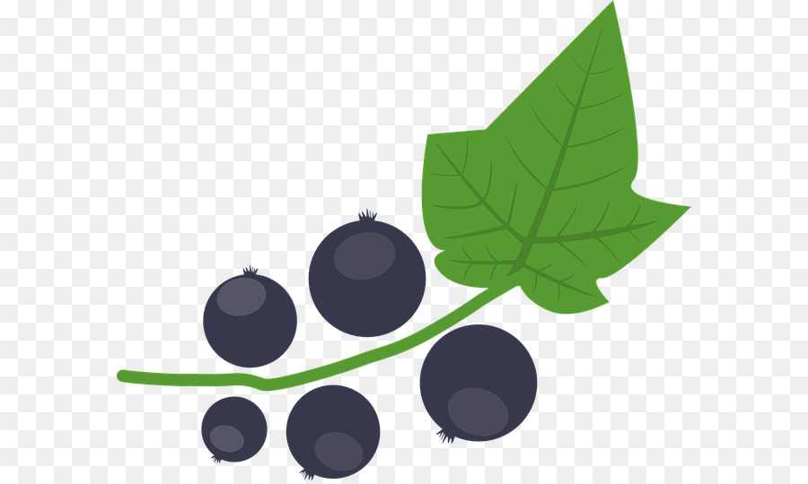 Blueberry，Beri PNG