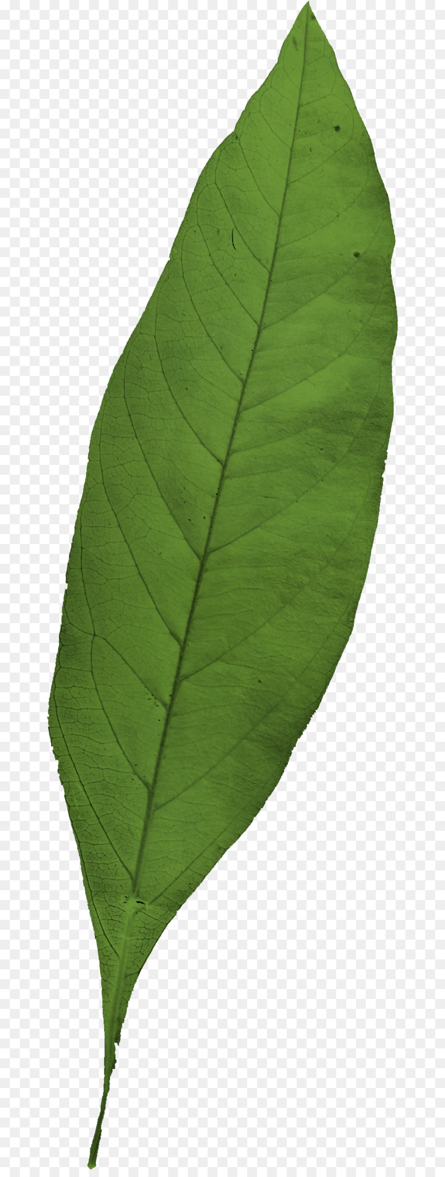 Daun，Hijau PNG