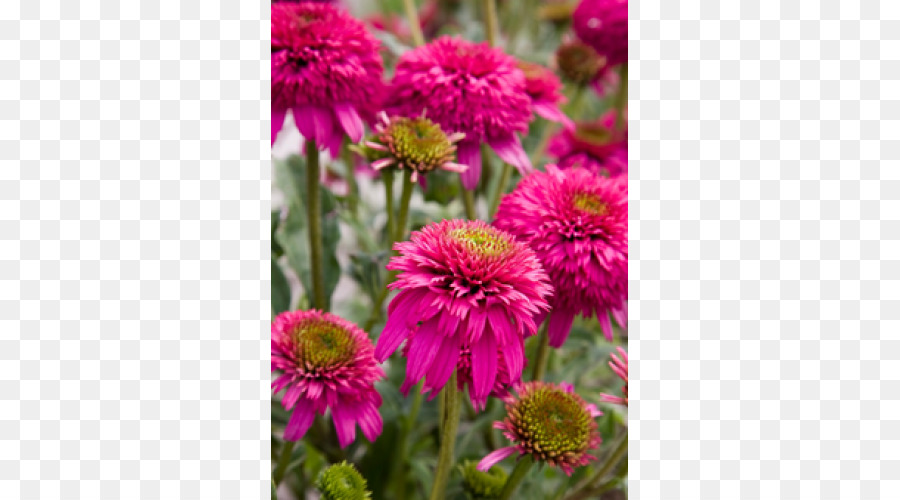 Echinacea Purpurea，Aster PNG