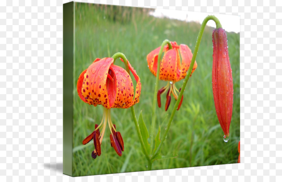 Fritillaries，Kelopak PNG