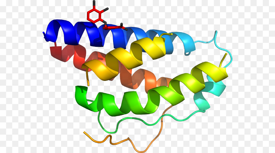 Struktur Protein，Biologi PNG