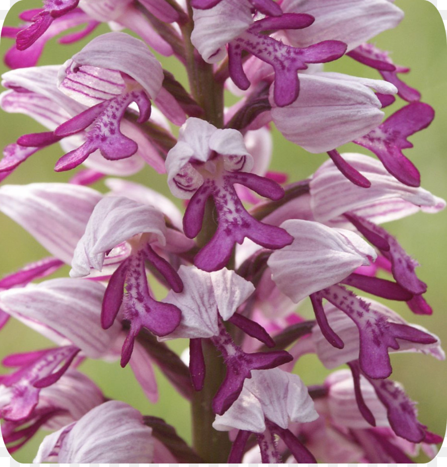 Dendrobium，Anggrek Militer PNG