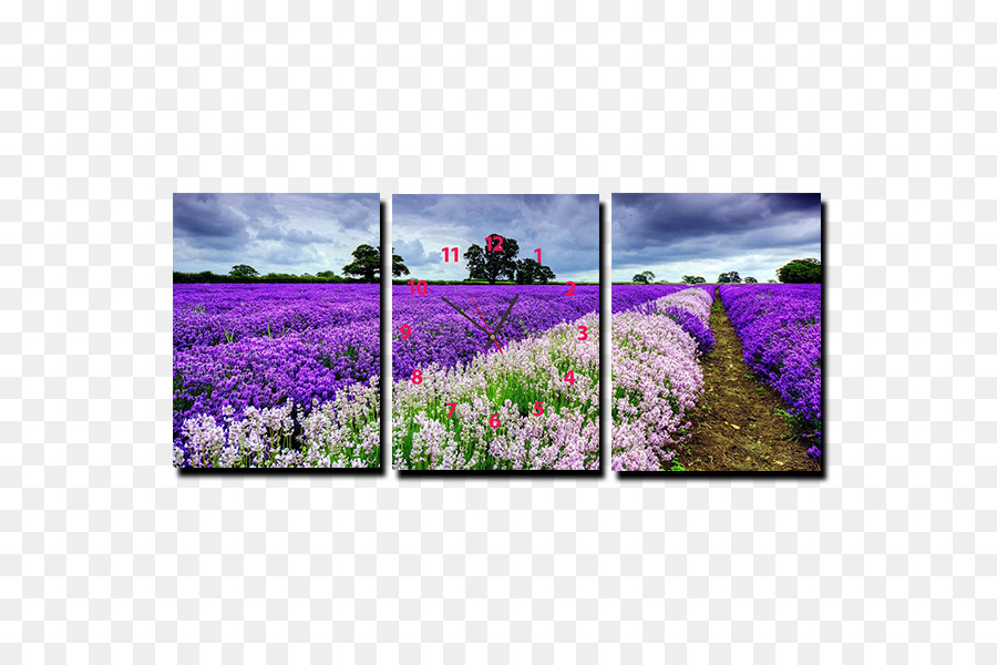 Ladang Lavender，Warna Lembayung Muda PNG