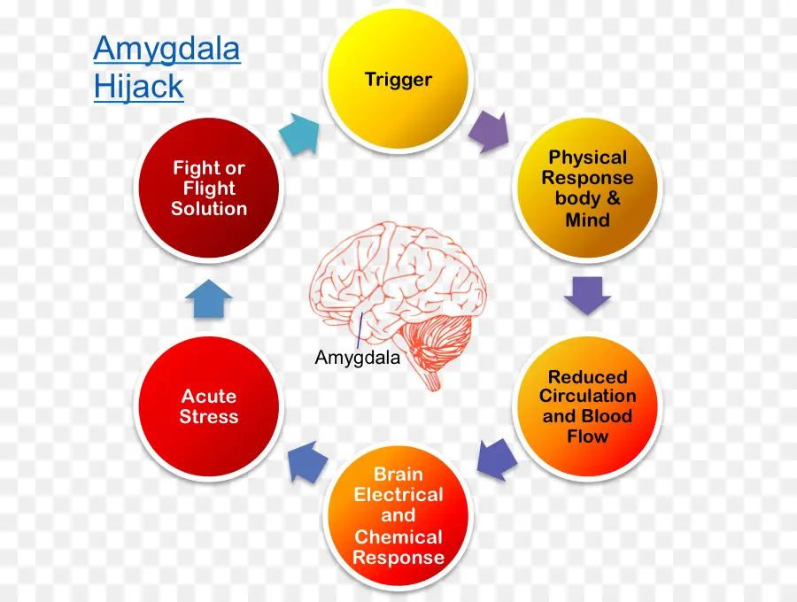 Diagram Pembajakan Amygdala，Amigdala PNG