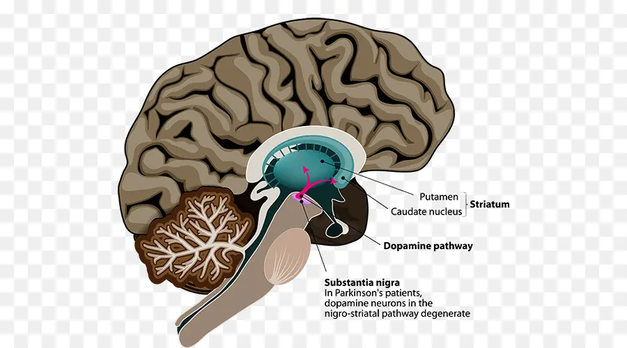 Diagram Otak，Otak PNG