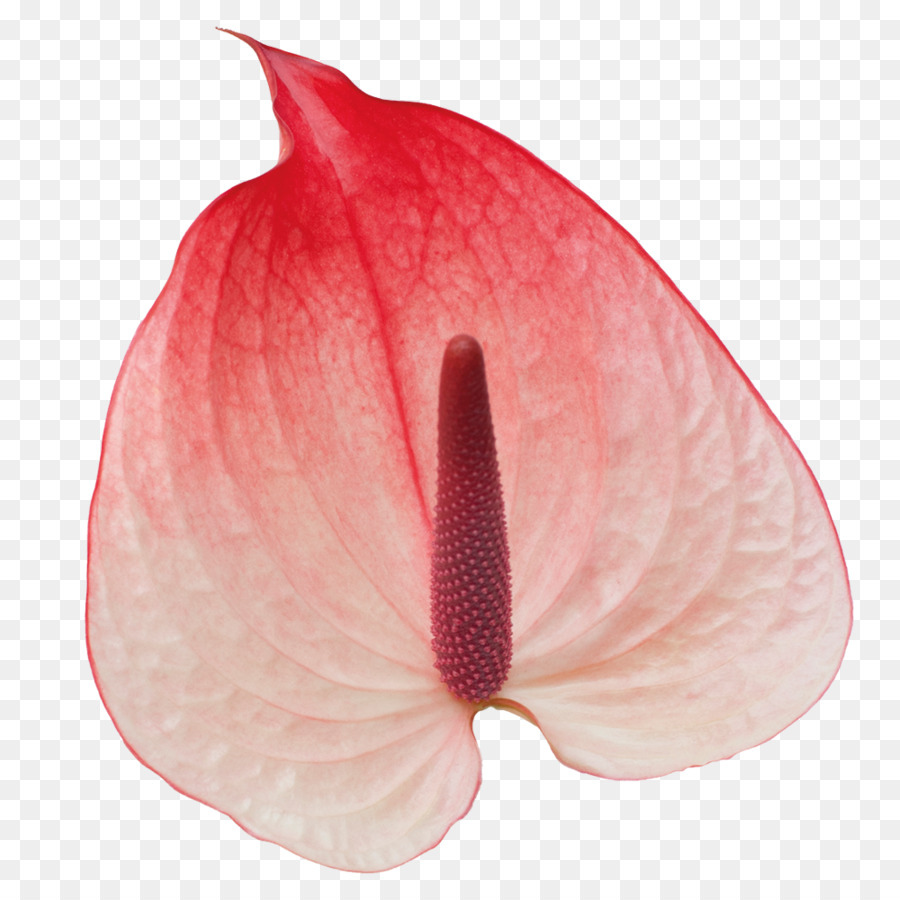 Bunga Anthurium，Anthurium PNG