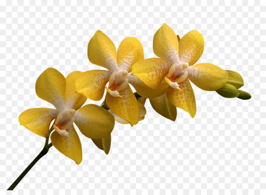 Paling Keren 15 Gambar  Anggrek  Oncidium  Gambar  Bunga  HD