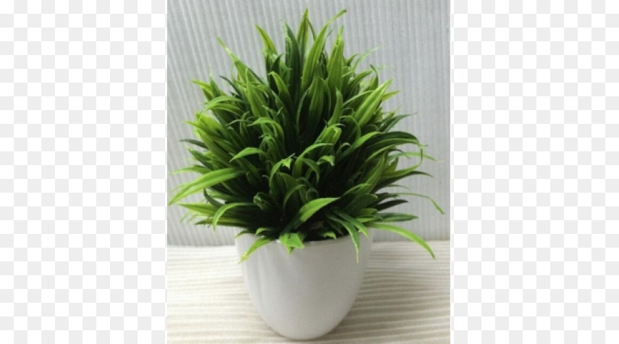 Houseplant，Pot Bunga PNG