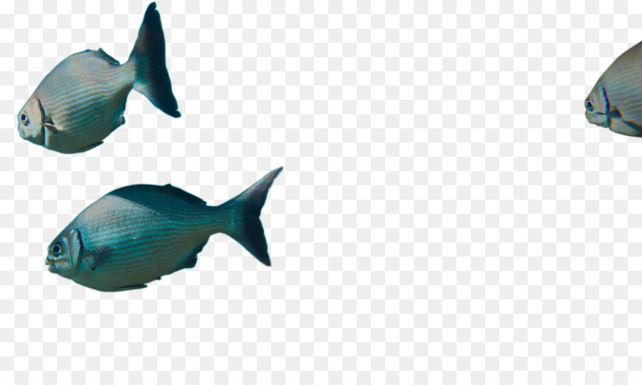 Ikan，Laut PNG