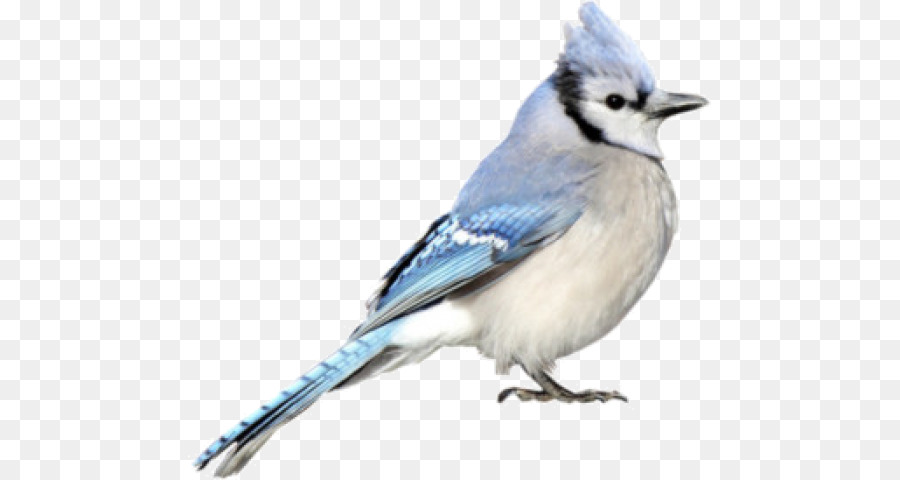 Blue Jay，Biru Kobalt PNG