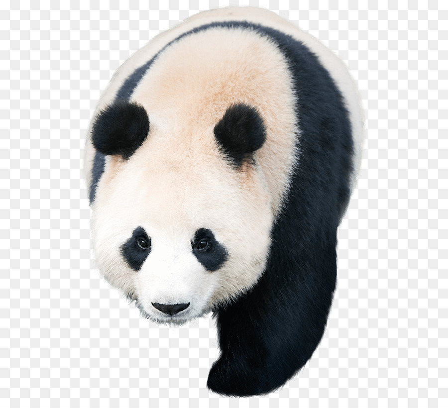 Panda Raksasa，Panda PNG