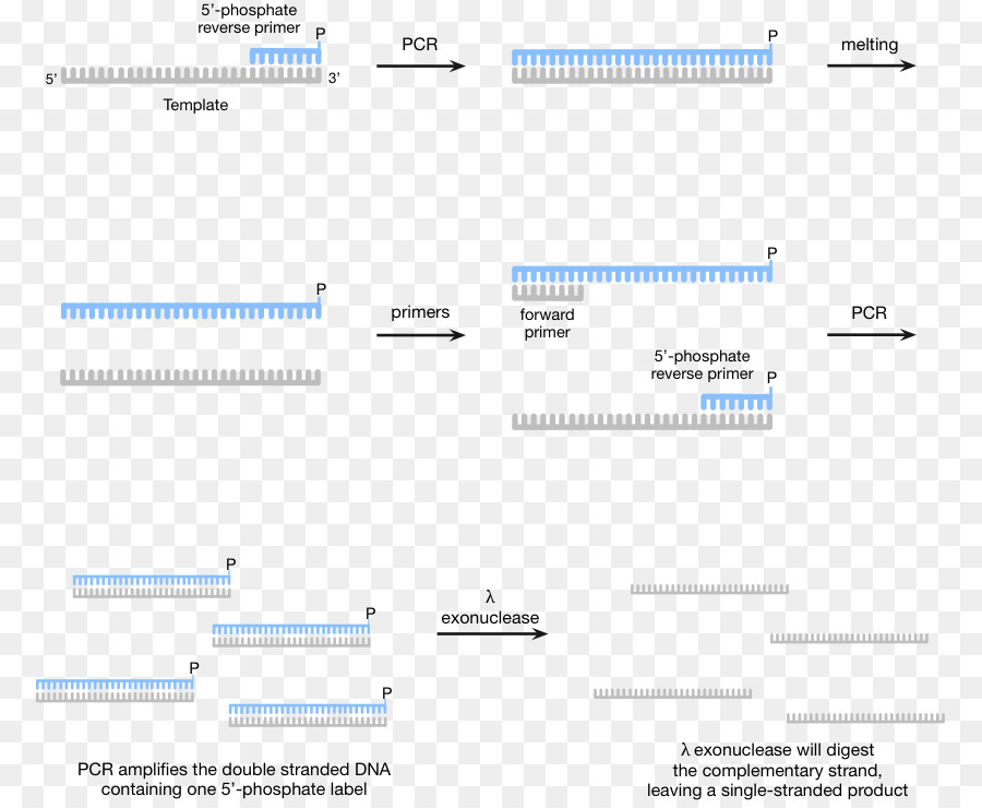 Reaksi Berantai Polimerase，Aptamer PNG