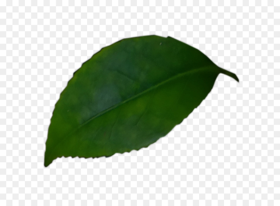 Daun，Hijau PNG