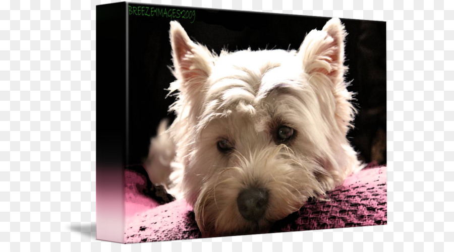 West Highland Putih Terrier，Norwich Terrier PNG