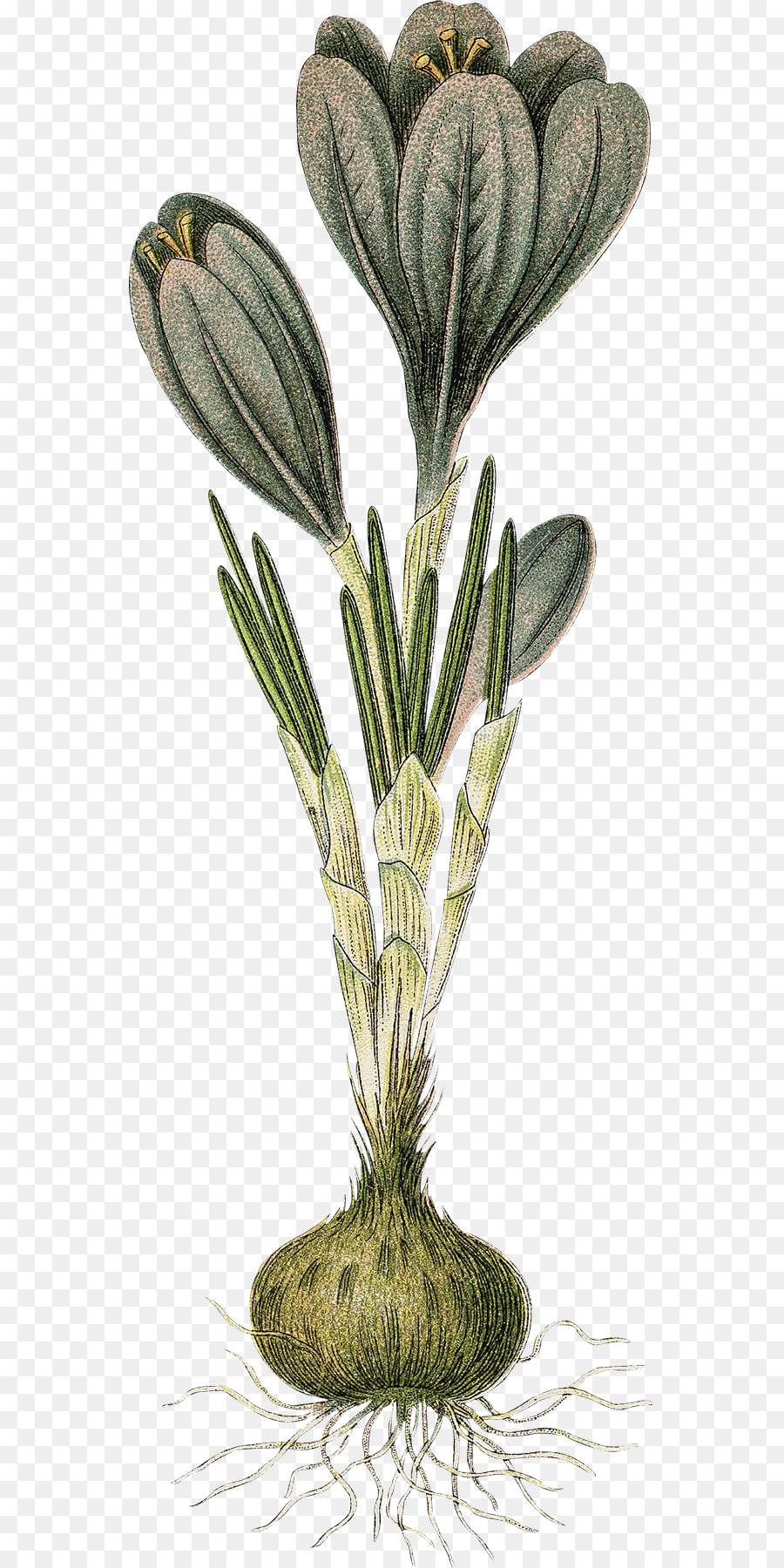 Rumput，Pot Bunga PNG