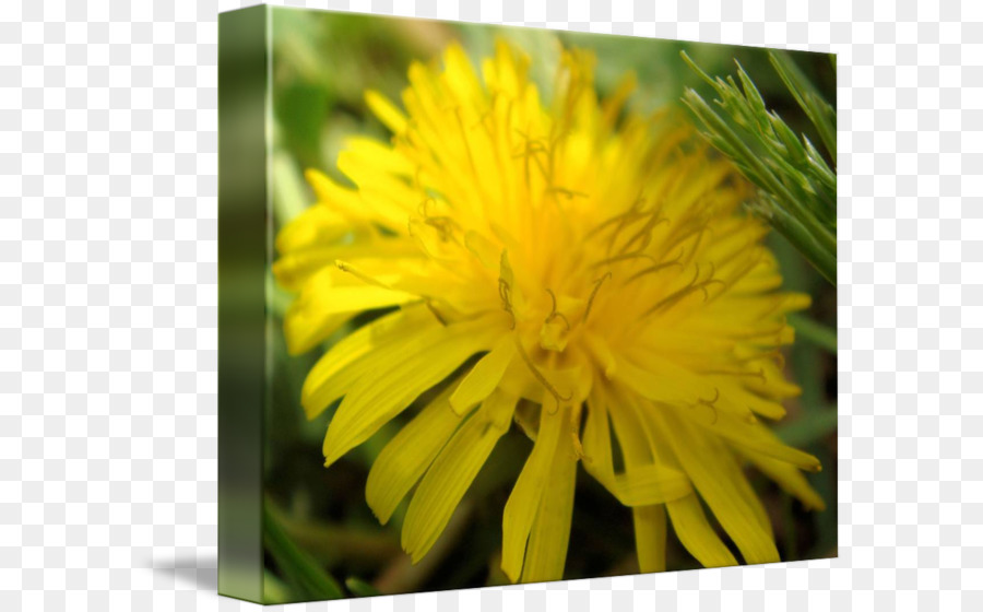 Dandelion，Flatweed PNG