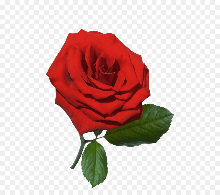 Terkeren 30 Bunga  Mawar  Merah Png Gambar Bunga  Indah