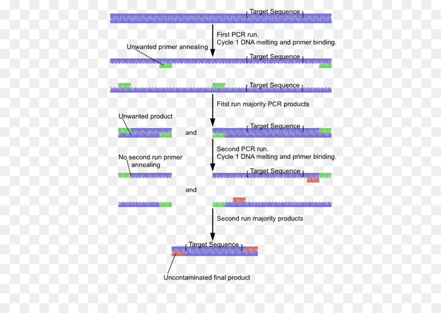 Diagram Pcr，Dna PNG