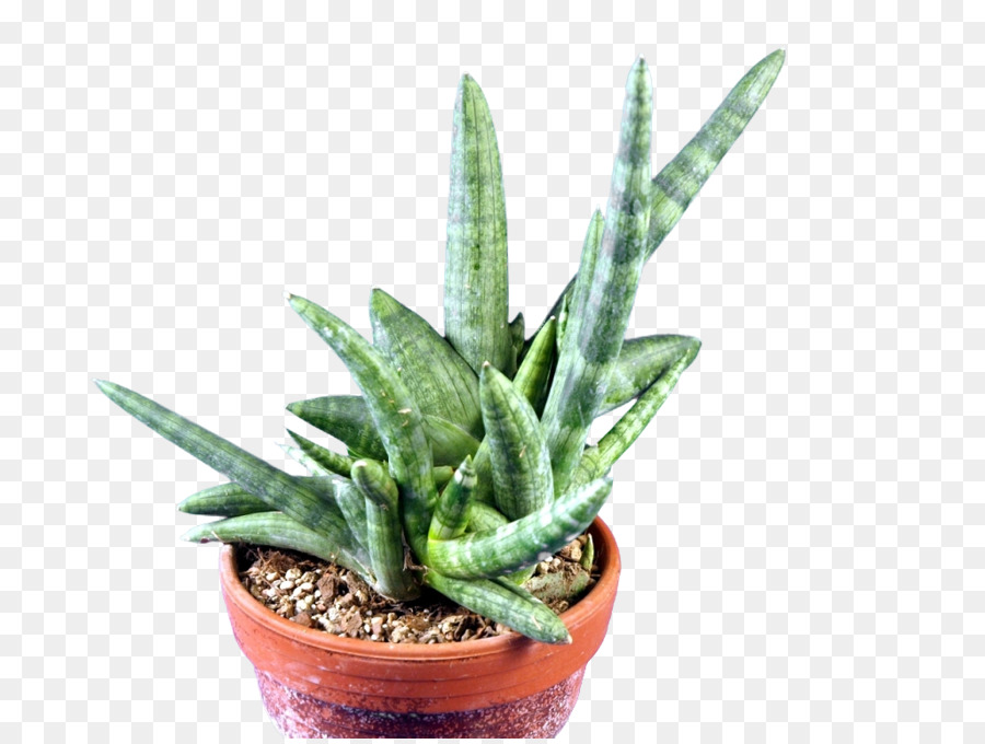 Sansevieria Cylindrica，Houseplant PNG