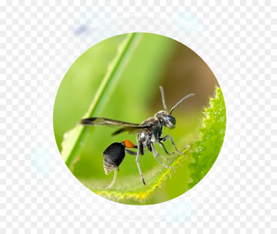 Lebah Semut  Karakteristik Umum Tawon Dan  Lebah Gambar Png