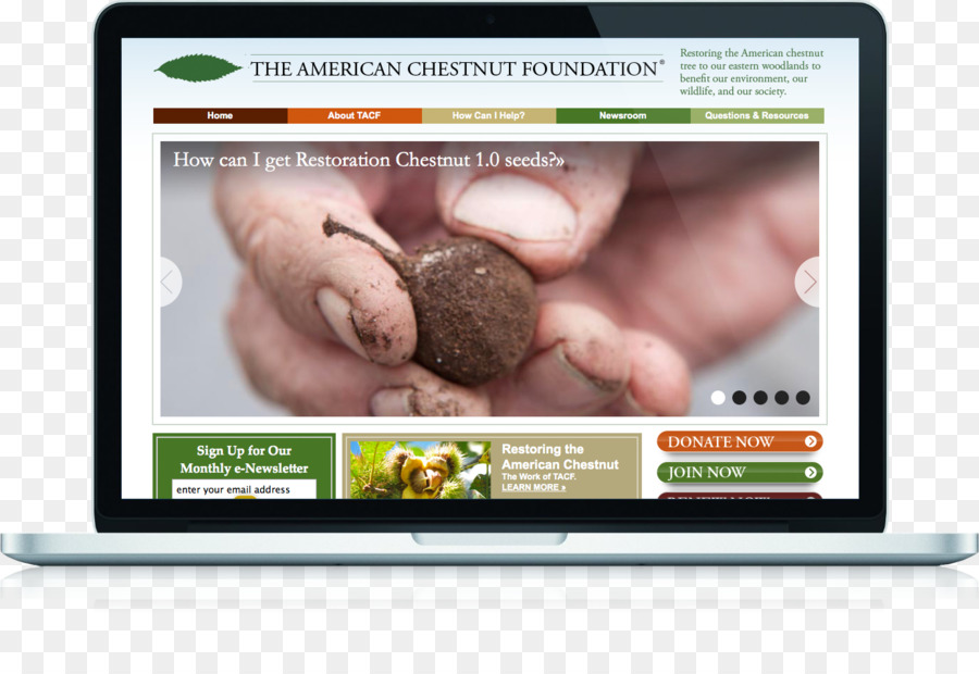 Amerika Cokelat，Chestnut Amerika Yayasan PNG