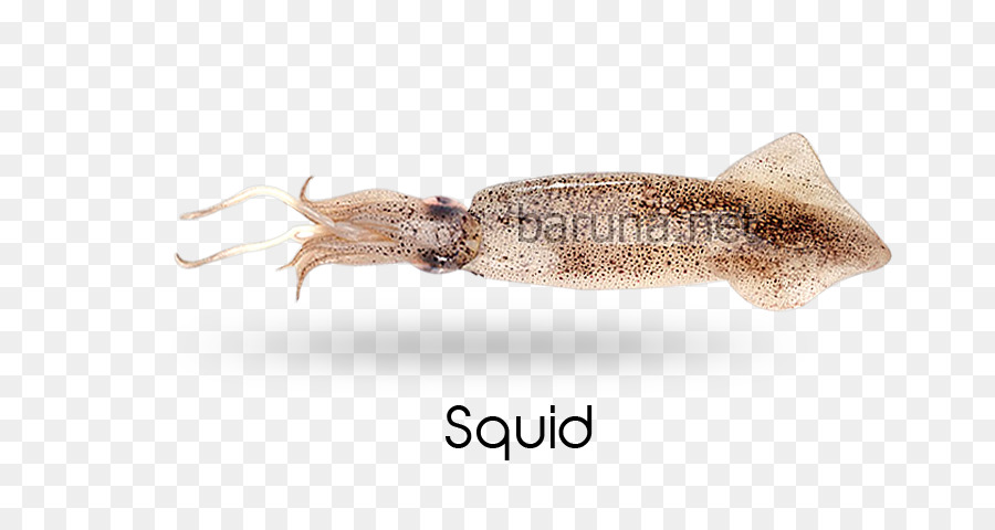 Cumi Cumi，Cephalopoda PNG