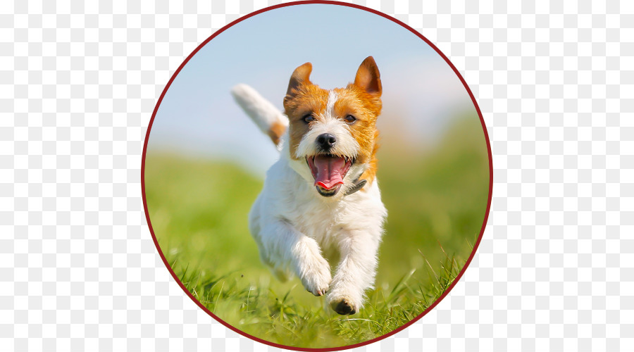 Jack Russell Terrier，Russell Terrier PNG